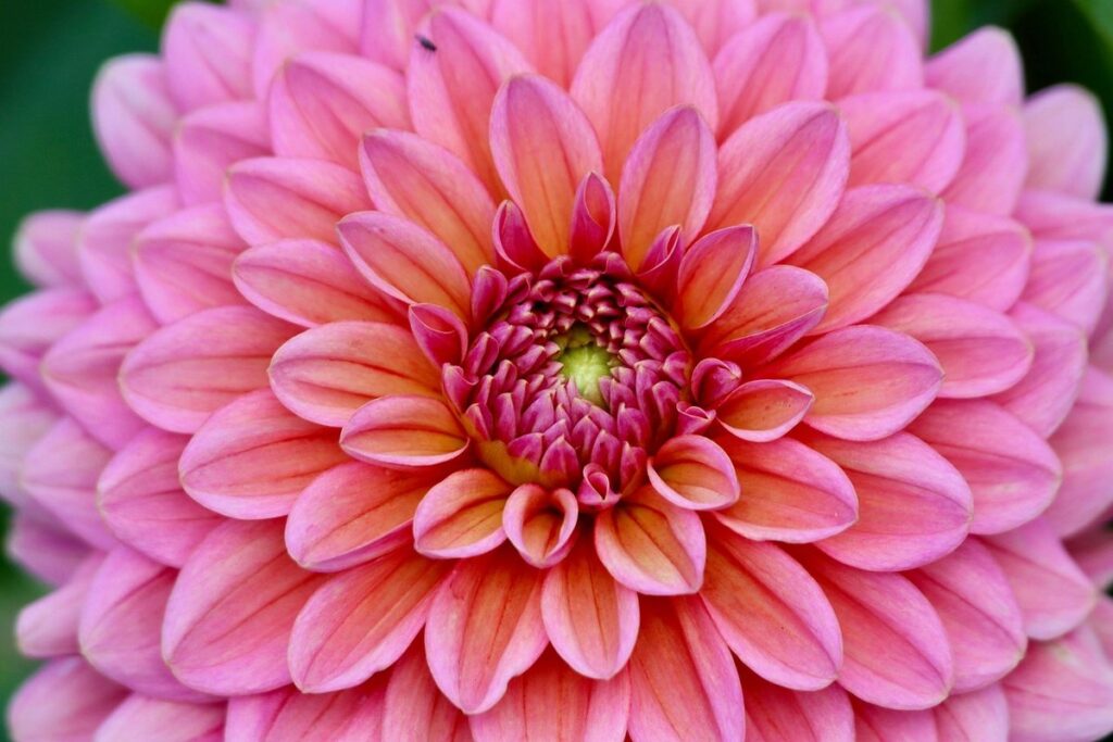 does a perennial come up every year