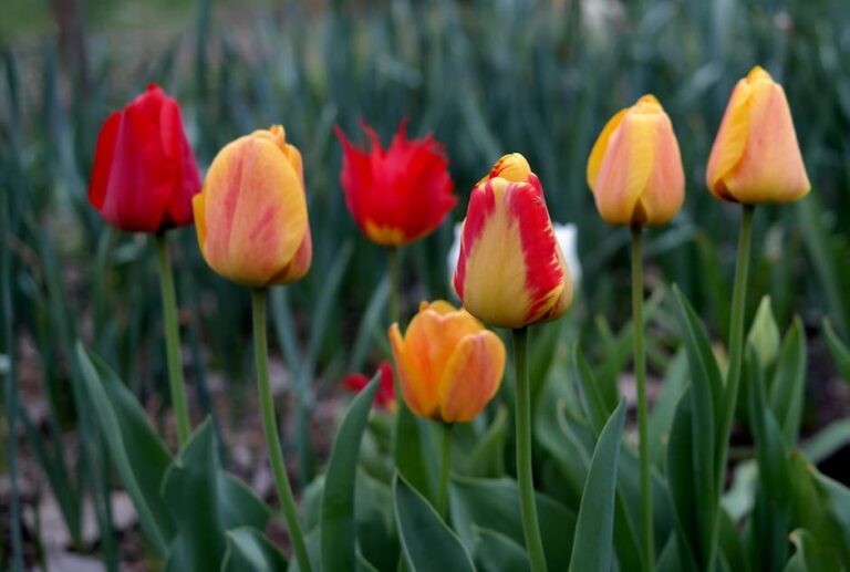 annual biennial perennial plants examples