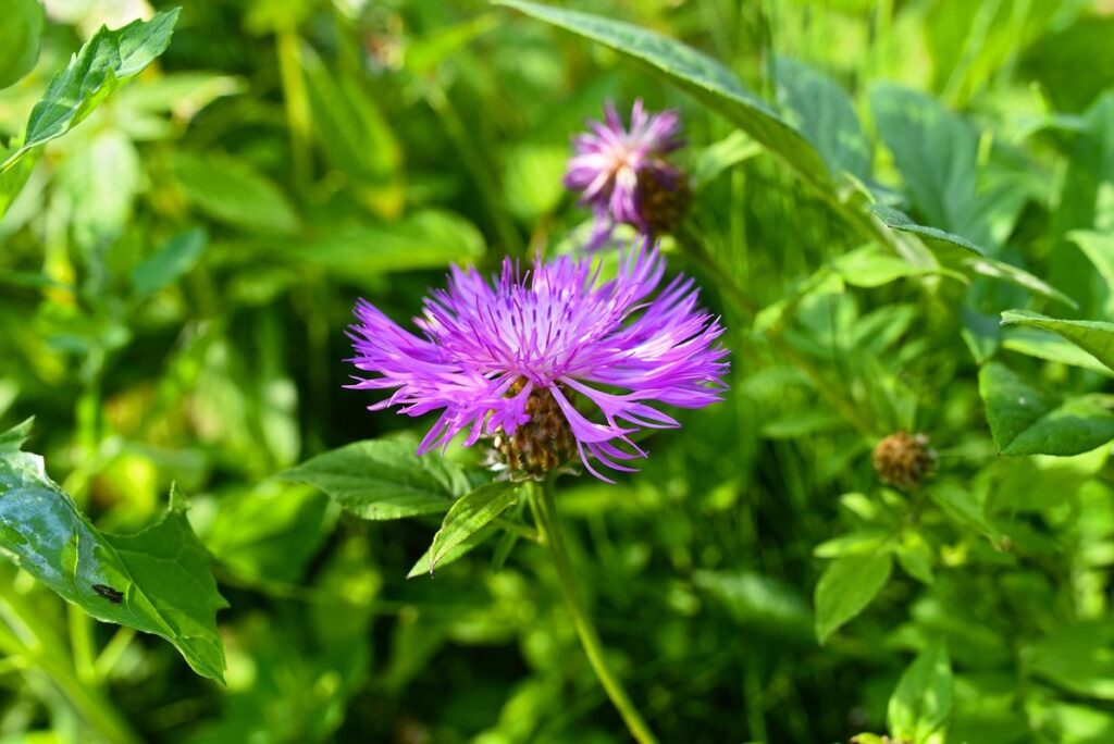 perennials for bees