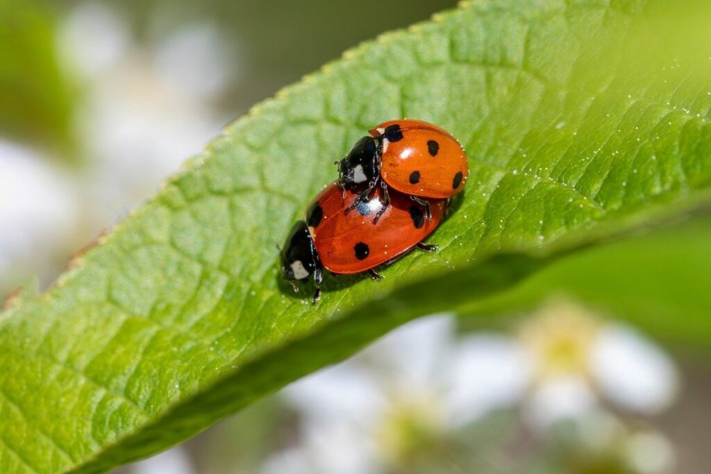 identifying garden pests affecting pollinators