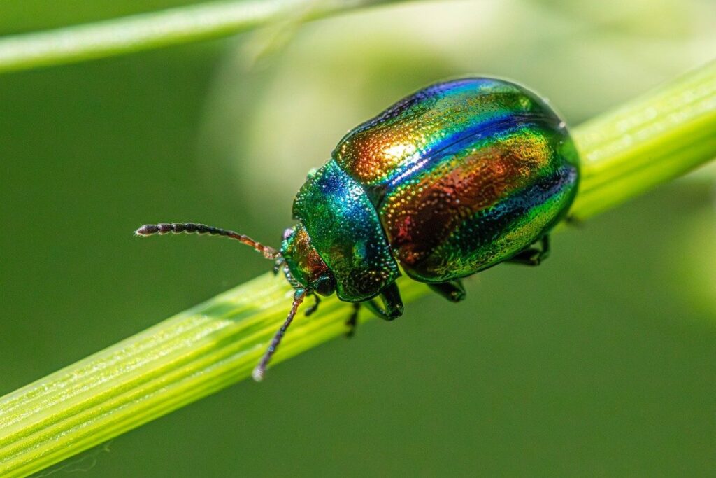natural pest control