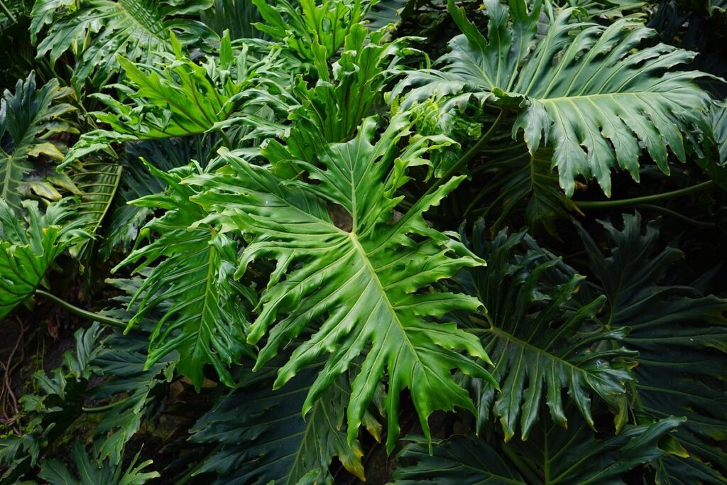 philodendron squamiferum care