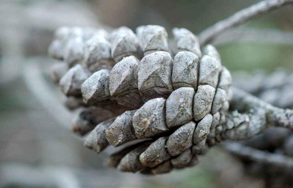 pine cone feeder
