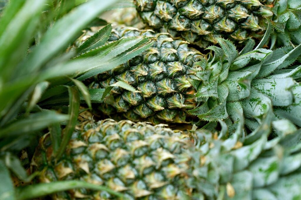 how to plant pineapple top