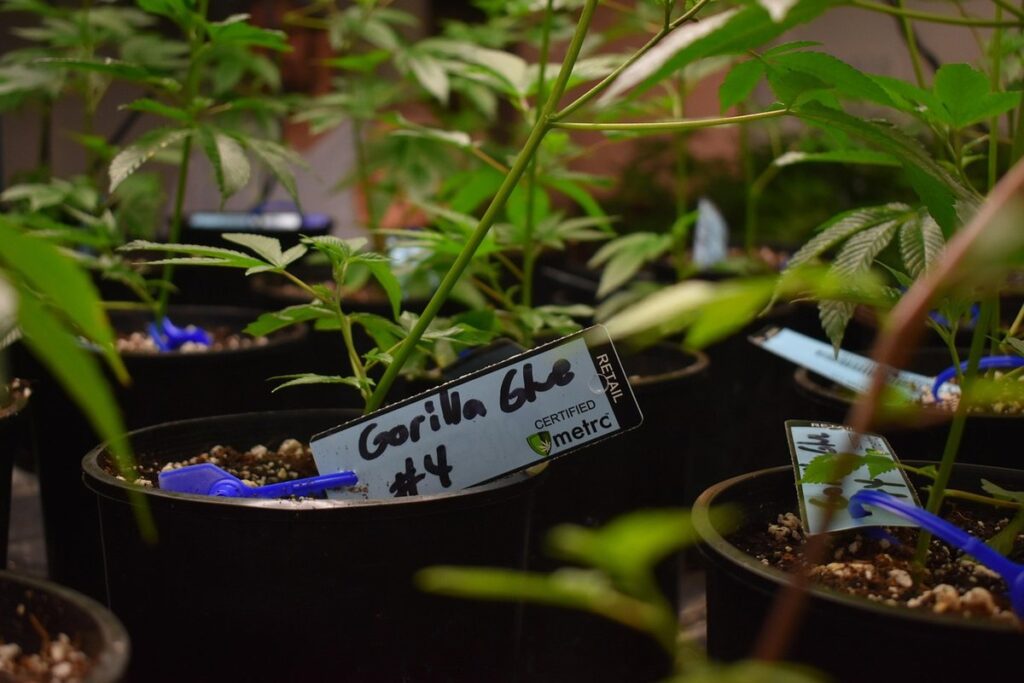 Plant cloning