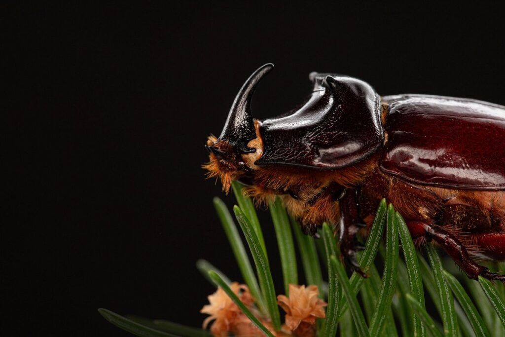 bugs eating plants