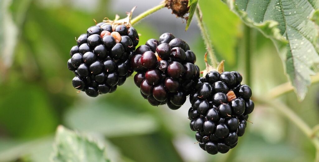 plant health basics