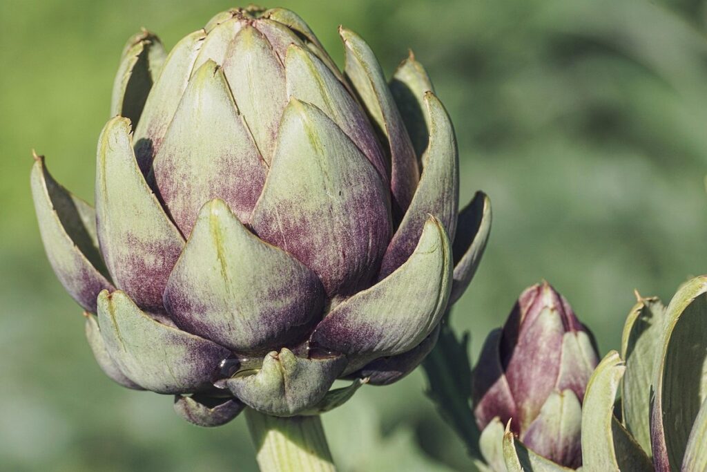 plant nutrition guide