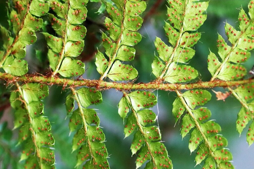 plant propagation methods for beginners