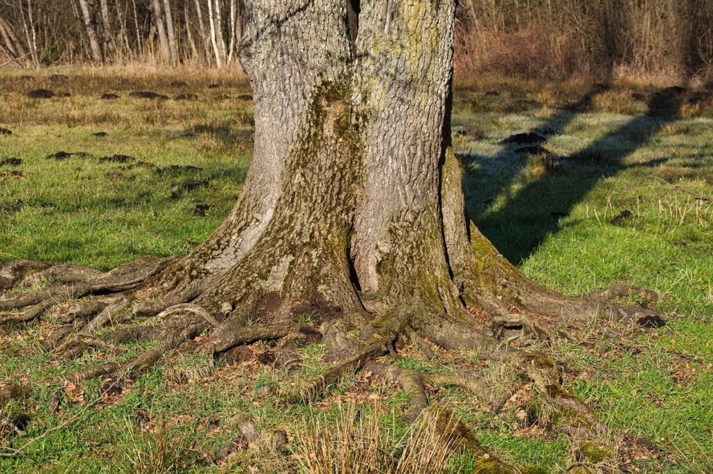 plant rooting hormone