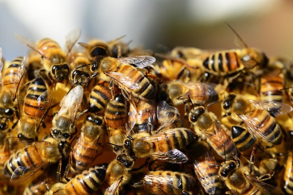 plants to attract bees
