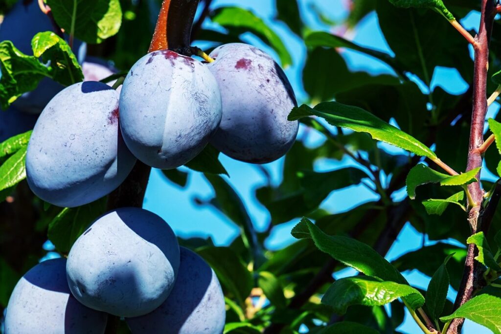 pruning a plum tree diagram