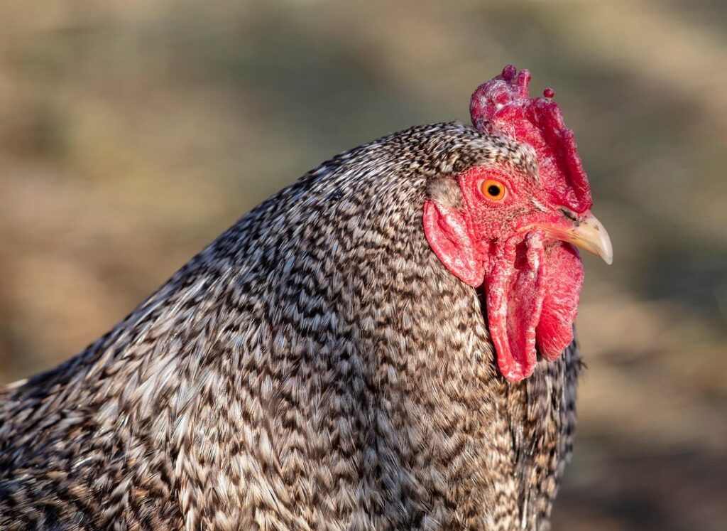 plymouth rock chicken for garden benefits