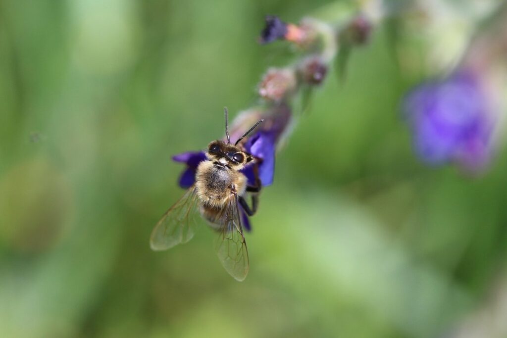 pollen collection in garden plants