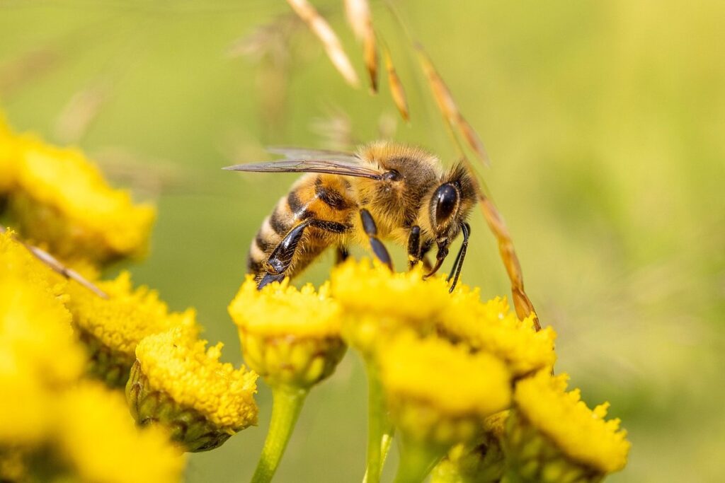 pollen collection by honeybees