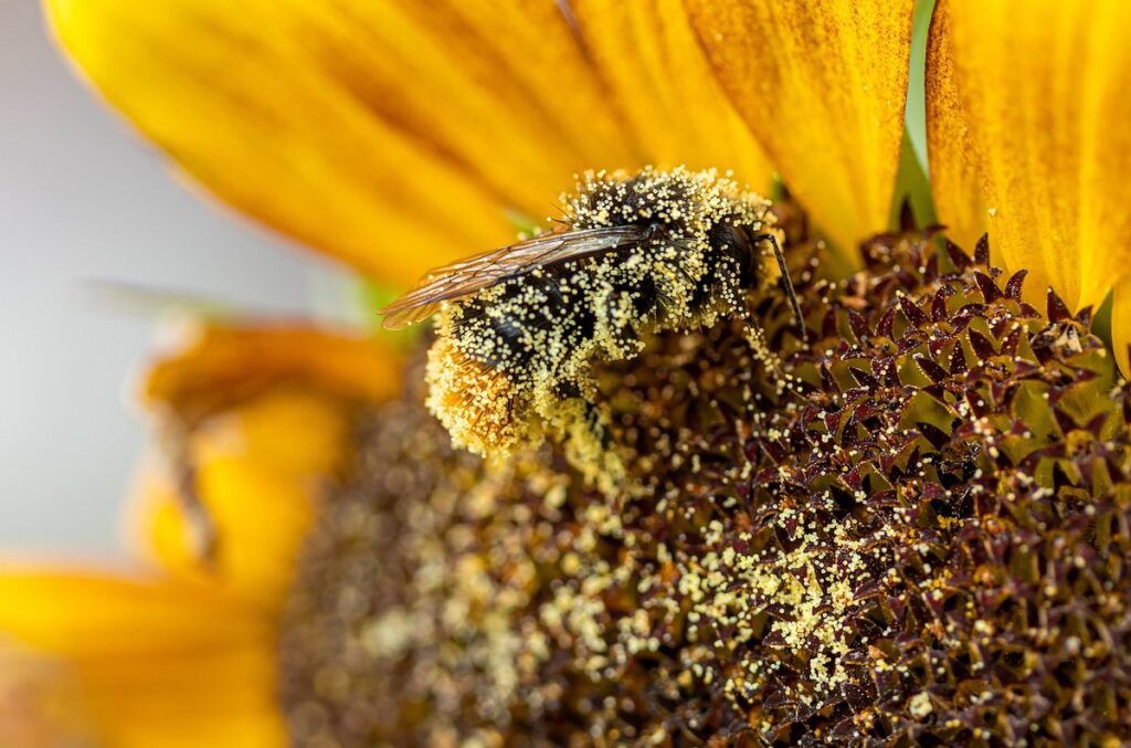 pollen foraging by honeybees