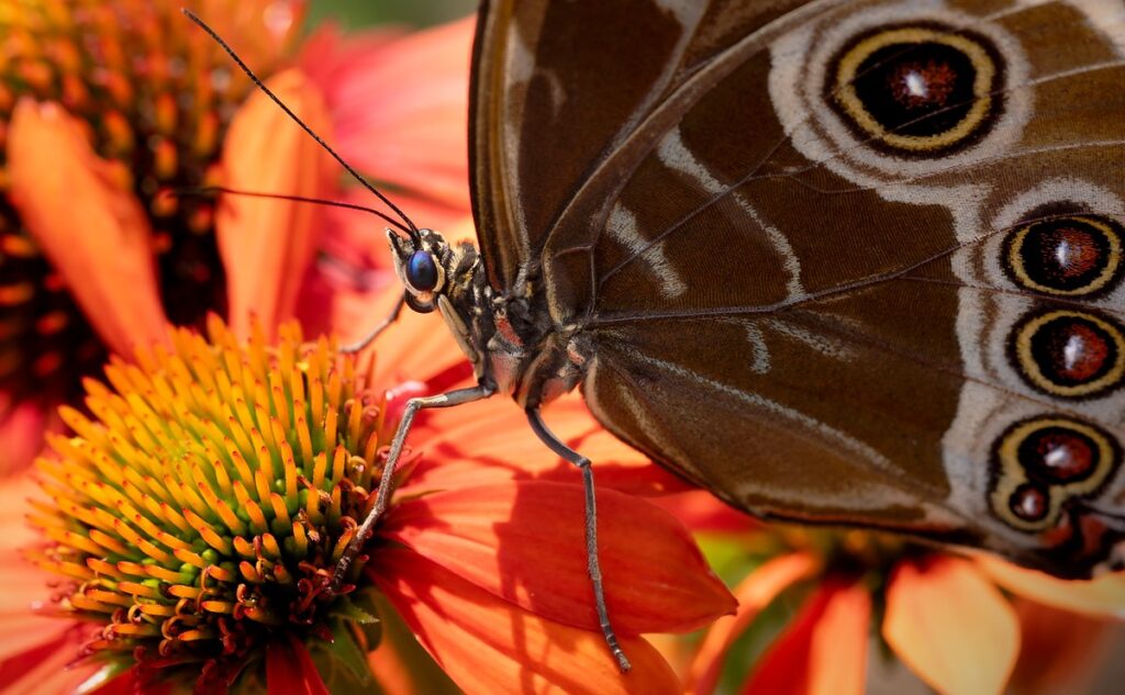 pollinator flowers