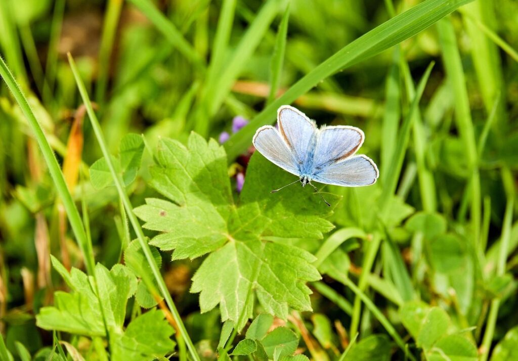 Pollinator Friendly Grass