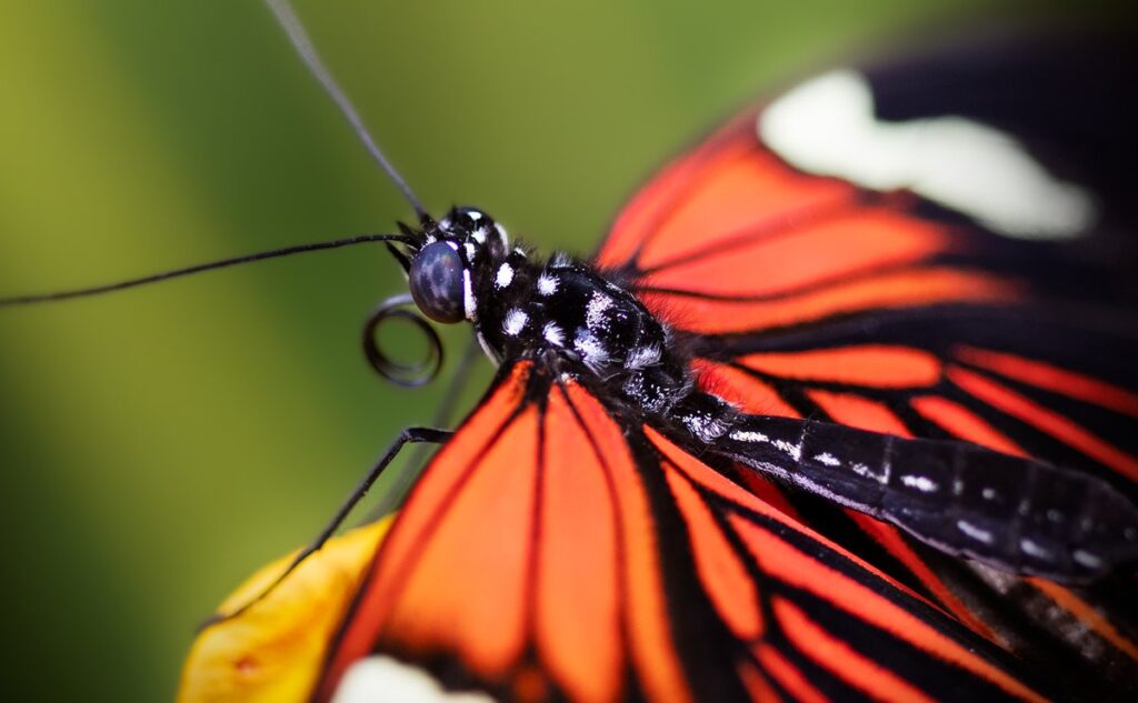 pollinator landscape design
