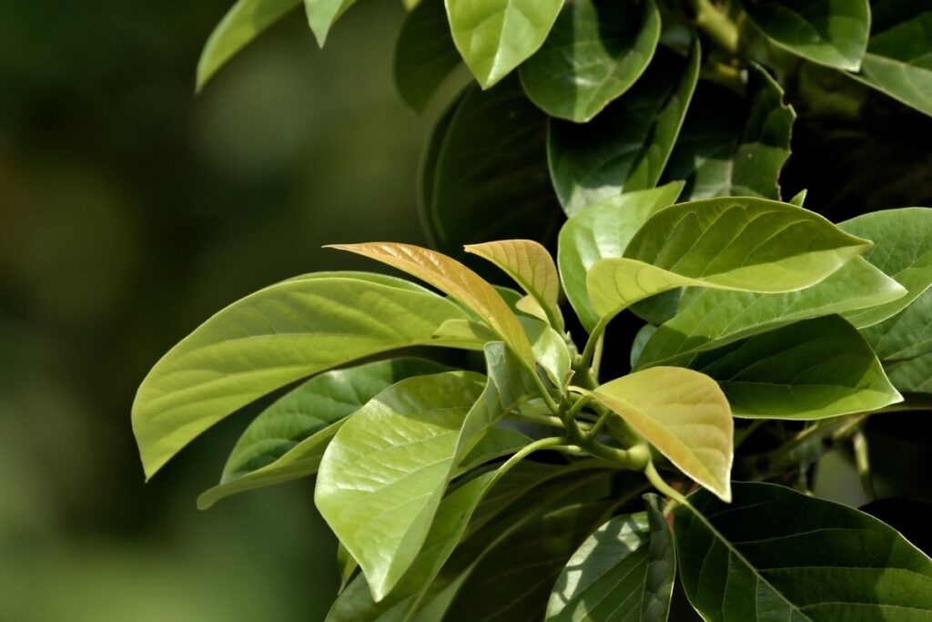 Pollinator Plant Growth