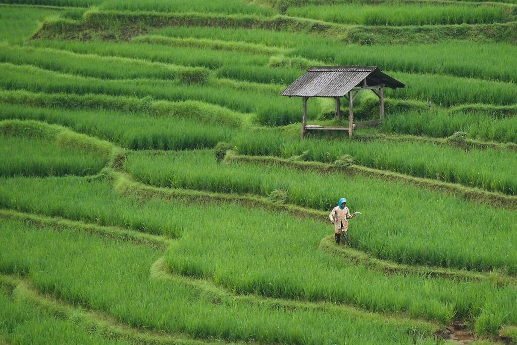 what is shelterbelt farming for gardens
