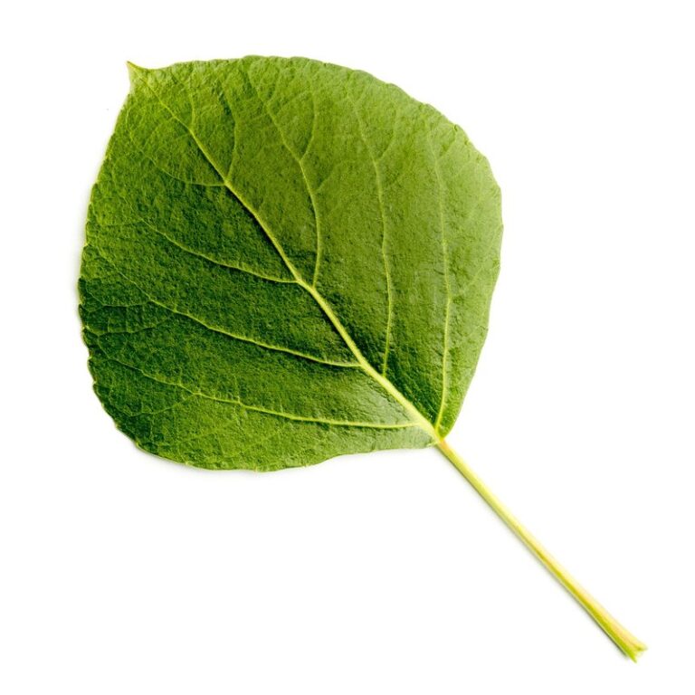poplar tree