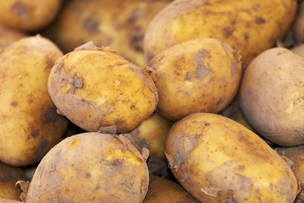 potato plant