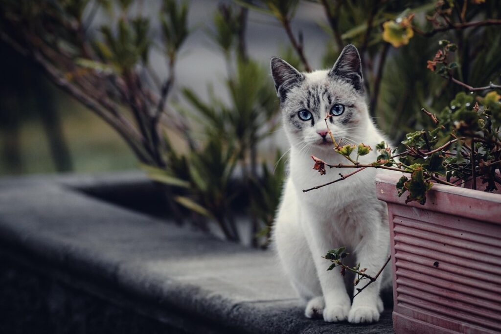 caring for potted plants outdoors
