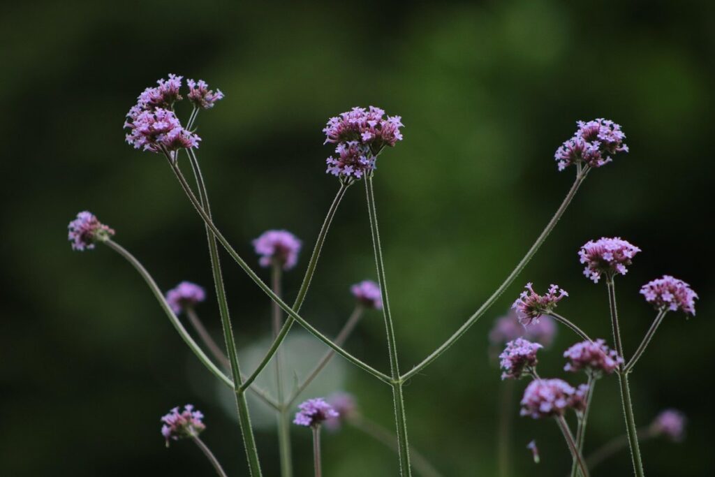 practical tips for bee-friendly gardening