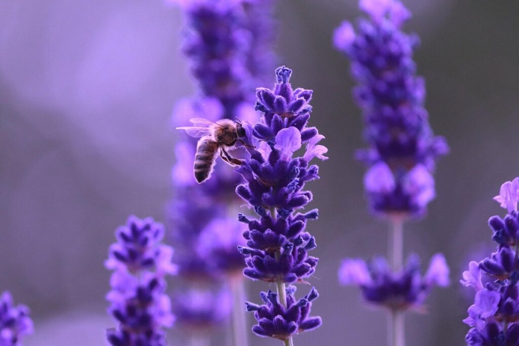 propagating herbs for pollinator gardens