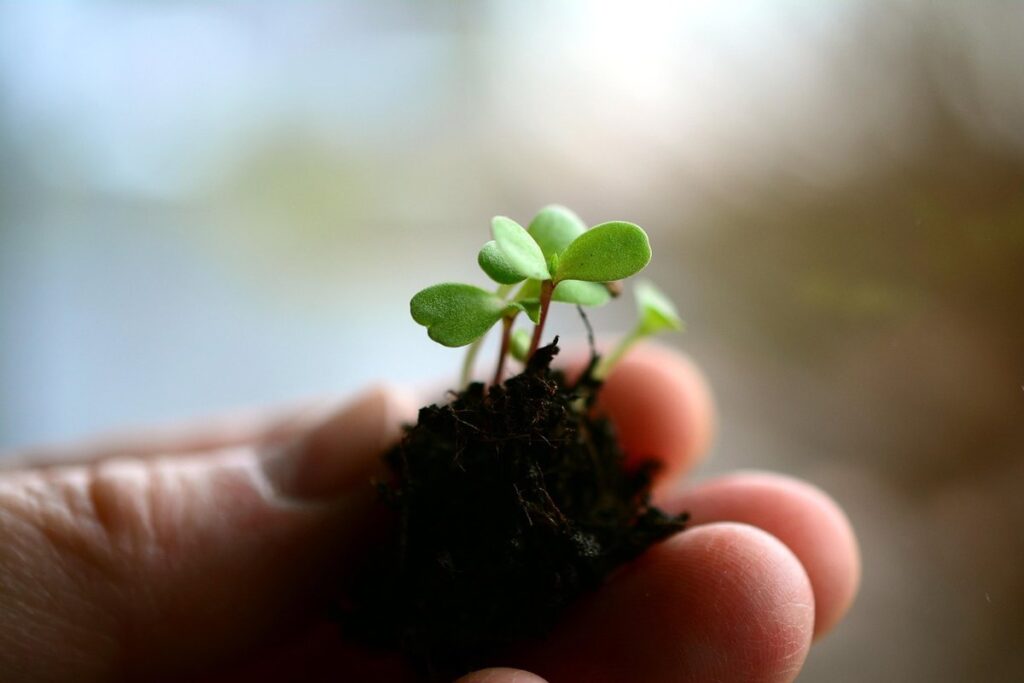 how to protect garden plants from animals