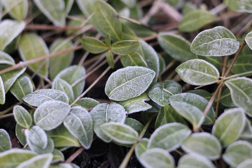 protecting gardens from frost