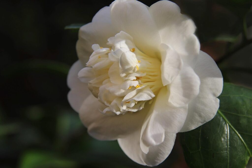 pruning evergreen pollinator shrubs