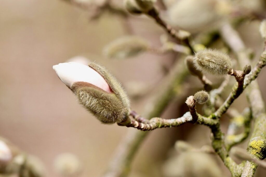 pruning flowering shrubs