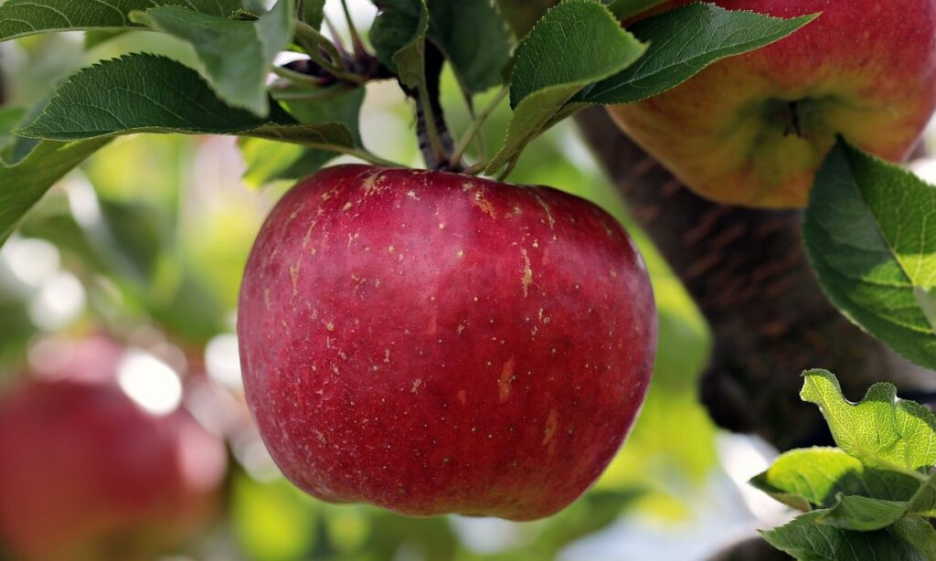 pruning fruit trees