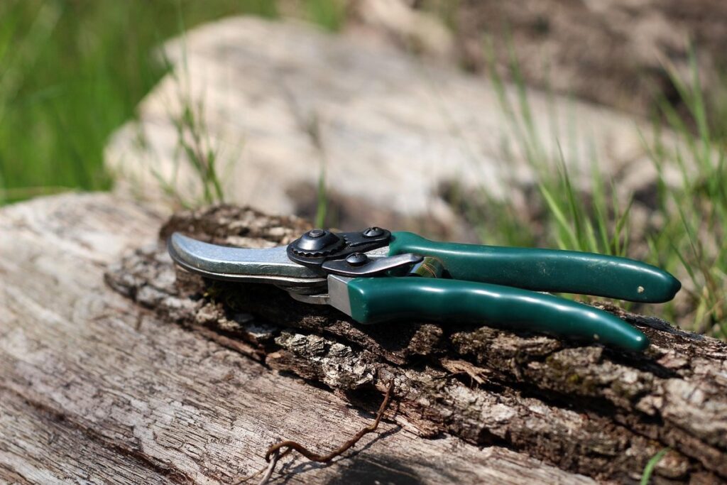 pruning techniques for beginners
