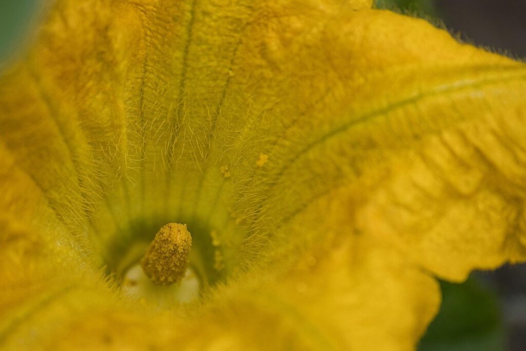 how long does it take for a pumpkin to grow