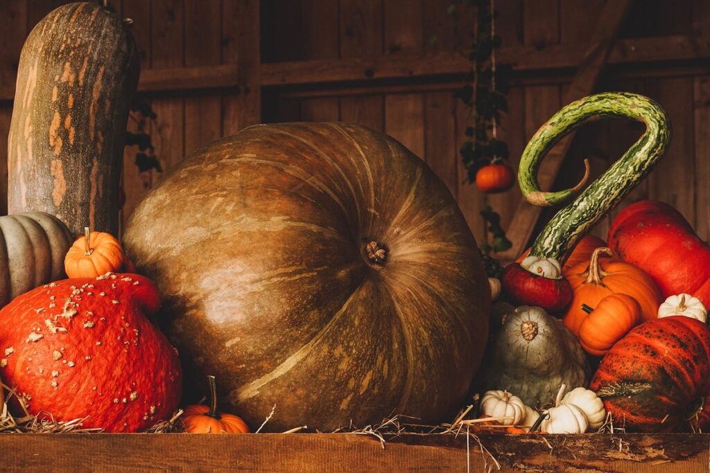 pumpkin sun requirements