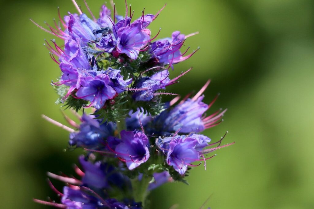 purple vipers bugloss