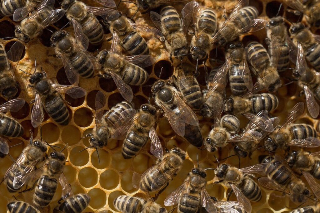 life cycle of queen bee