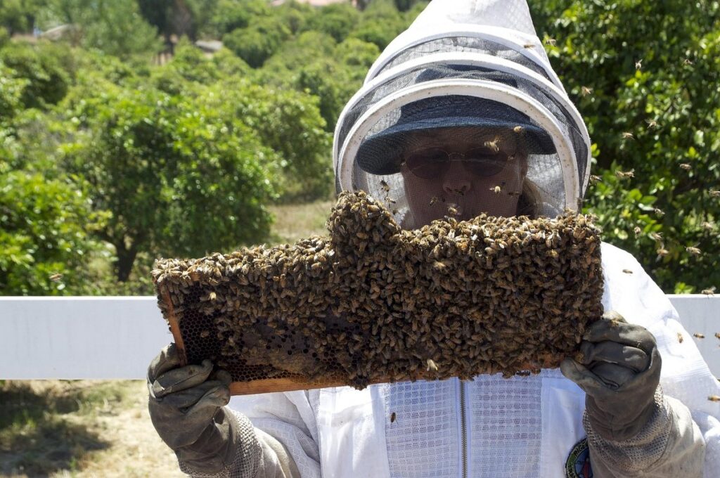 does queen bee have a stinger in gardens