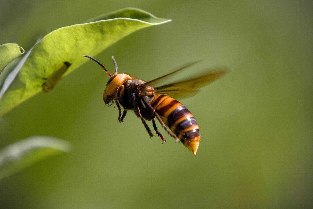 what attracts queen hornets in gardens