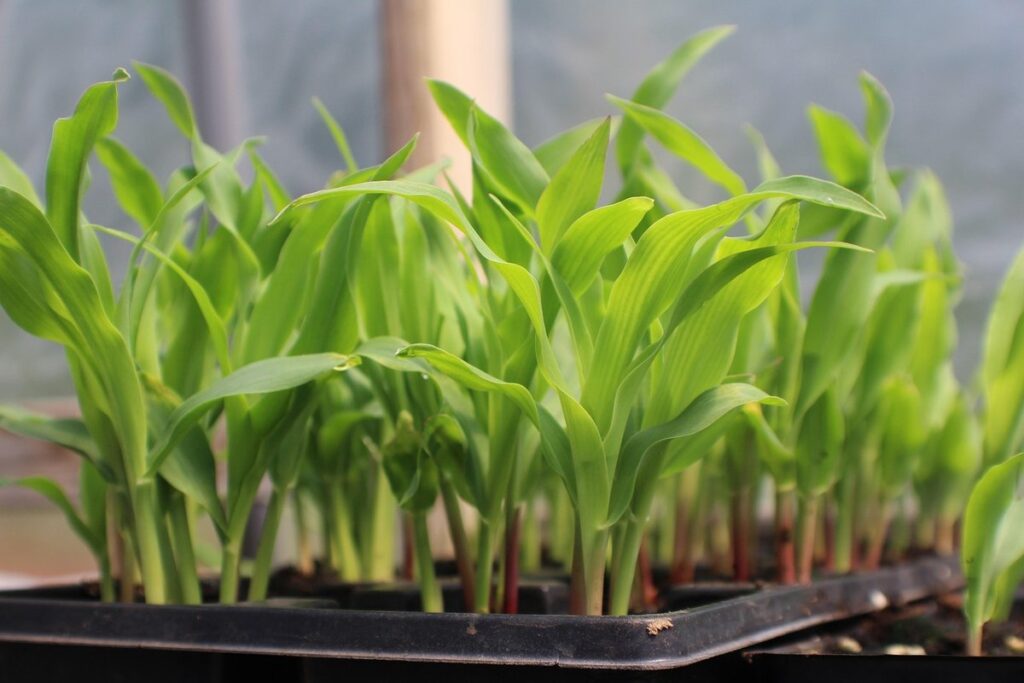 growing corn from seed