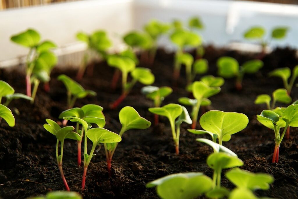 radish plant