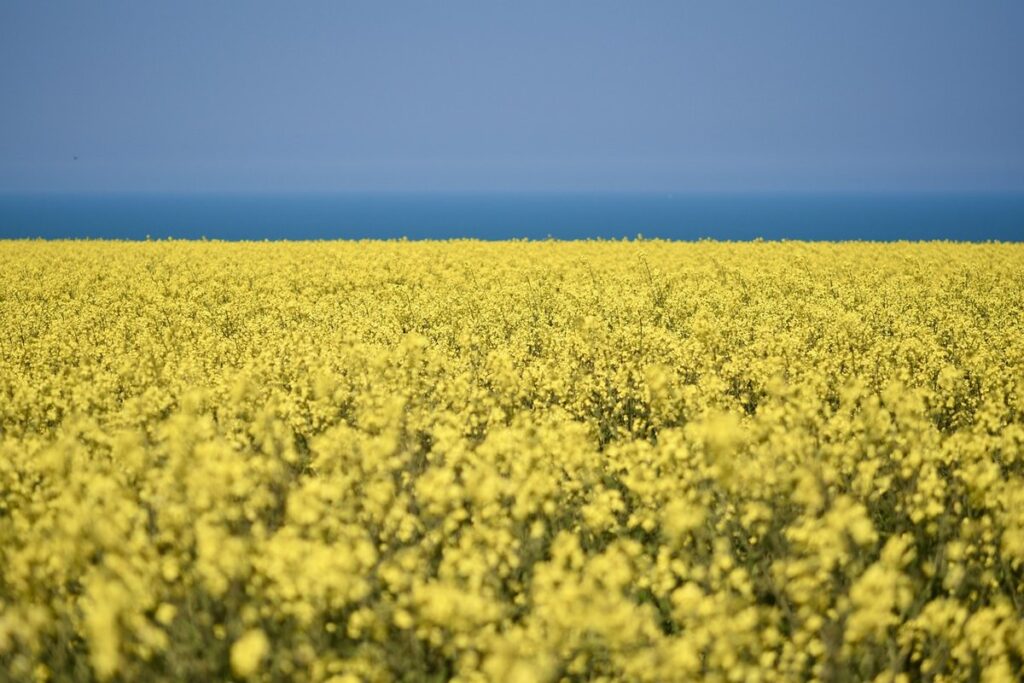 rapeseed flowers