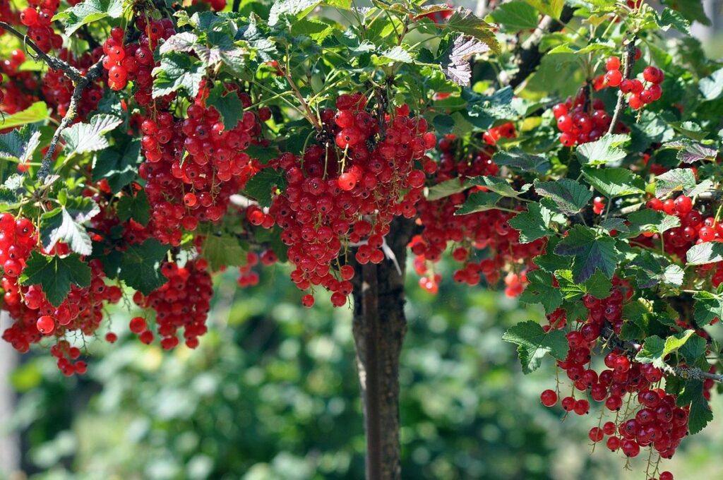 wild red currant bush