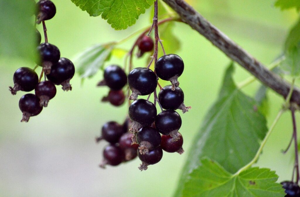 red currants benefits
