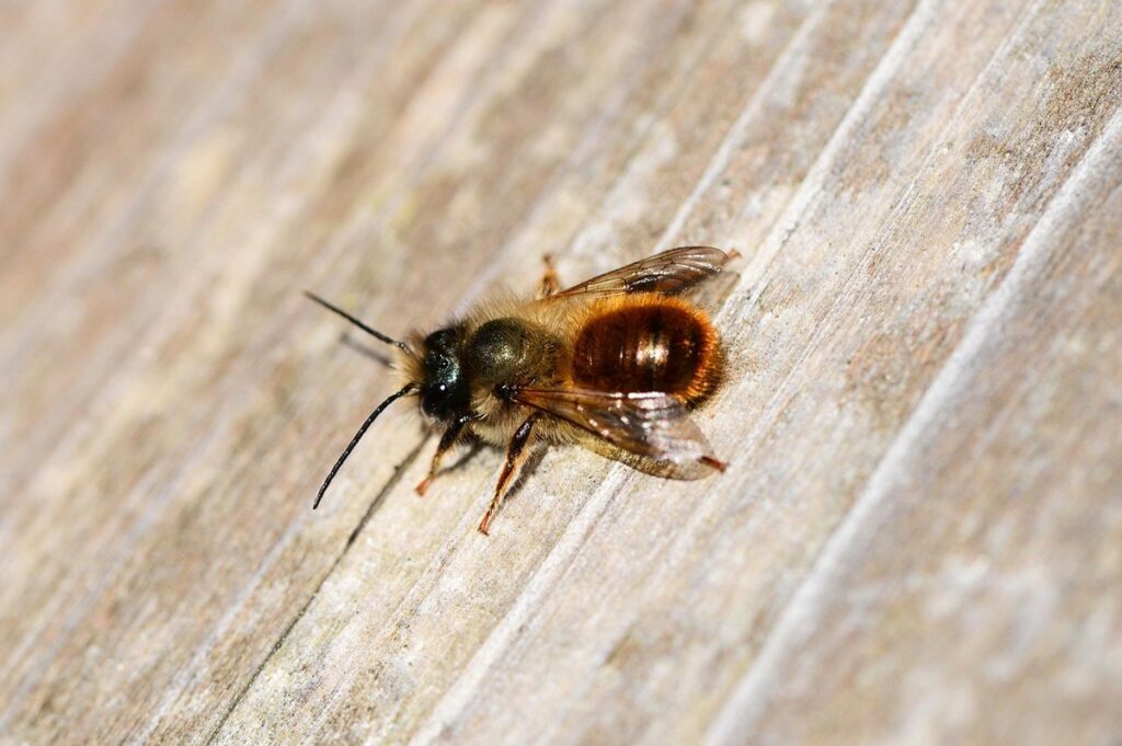red mason bee