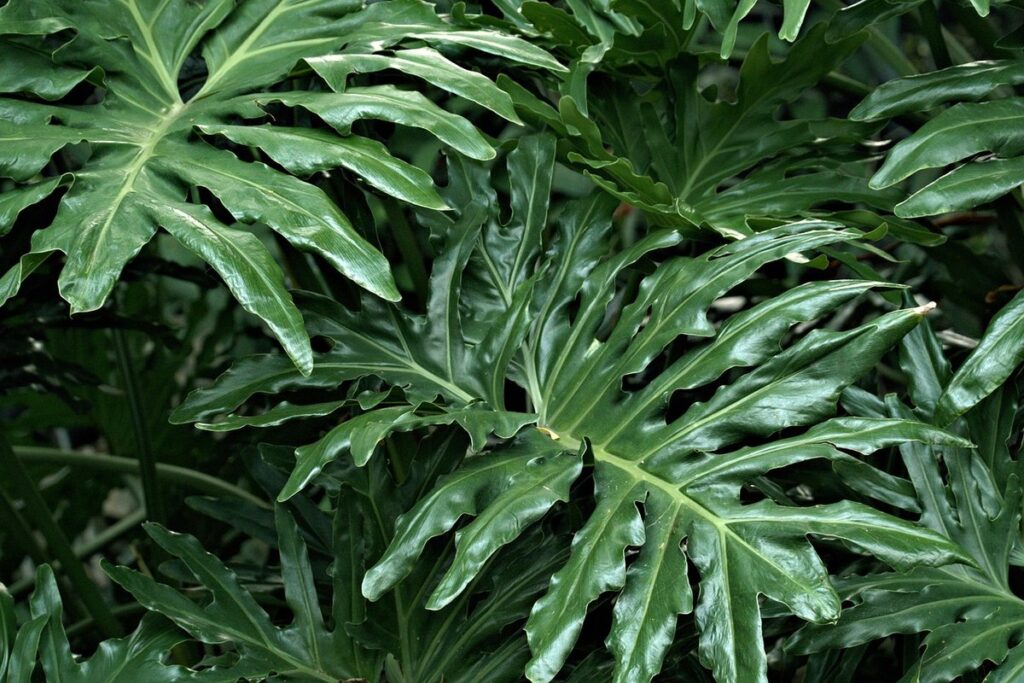 red bristle philodendron care