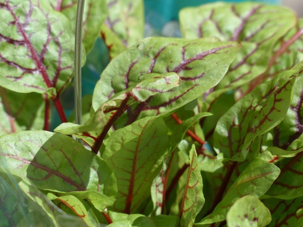 red vein sorrel plant